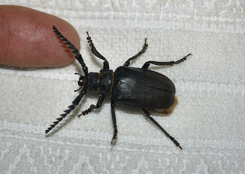 Nuovo incontro - Prionus coriarius (Cerambycidae)